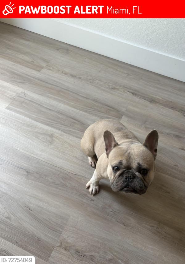 Lost Female Dog last seen Near sw 100th ct , Miami, FL 33157