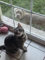 Lost Male Cat last seen Se 25th Ave , Ocala, FL 34471