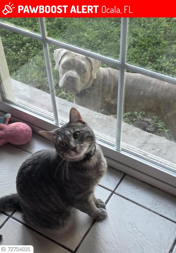 Lost Male Cat last seen Se 25th Ave , Ocala, FL 34471