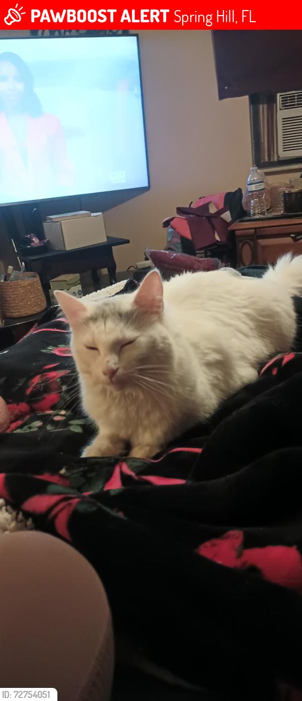 Lost Female Cat last seen Manati and Deltona , Spring Hill, FL 34608