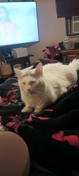 Lost Female Cat last seen Manati and Deltona , Spring Hill, FL 34608