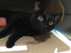 Shelter Stray Male Cat last seen Near BLOCK MICHIGAN DR  PALM DESERT CA 92211, Thousand Palms, CA 92276
