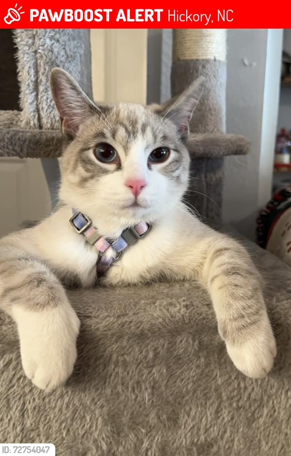 Lost Male Cat last seen Sweetwater road , Hickory, NC 28602