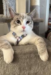 Lost Male Cat last seen Sweetwater road , Hickory, NC 28602