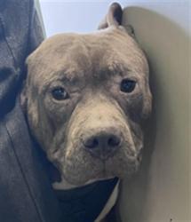 Shelter Stray Male Dog last seen , Los Angeles, CA 90047