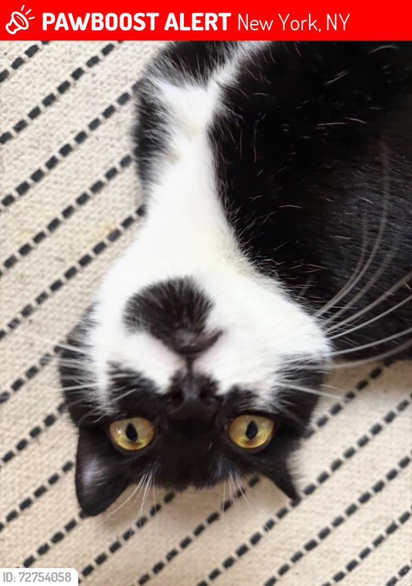 Lost Female Cat last seen W 10th and Waverly , New York, NY 10014