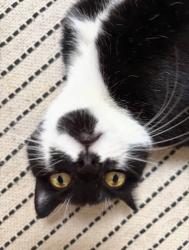 Lost Female Cat last seen W 10th and Waverly , New York, NY 10014