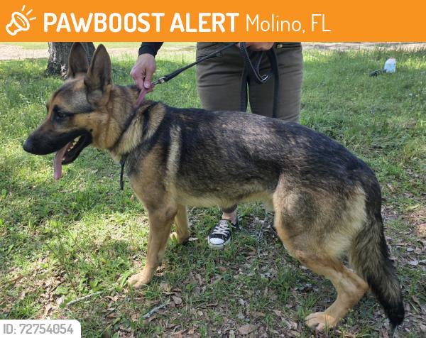 Found/Stray Male Dog last seen Crabtree Church Rd & Gibson , Molino, FL 32577