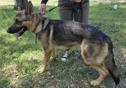 Found/Stray Male Dog last seen Crabtree Church Rd & Gibson , Molino, FL 32577
