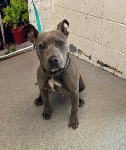 Shelter Stray Male Dog last seen W RIALTO AVE X N WILLOW AVE, San Bernardino, CA 92401