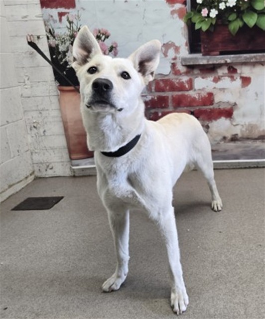 Shelter Stray Female Dog last seen CRESTVIEW AVE X E BASELINE ST, San Bernardino, CA 92401