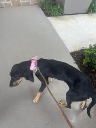 Found/Stray Female Dog last seen Amador Dr and Riverside, Fort Worth, TX 76177
