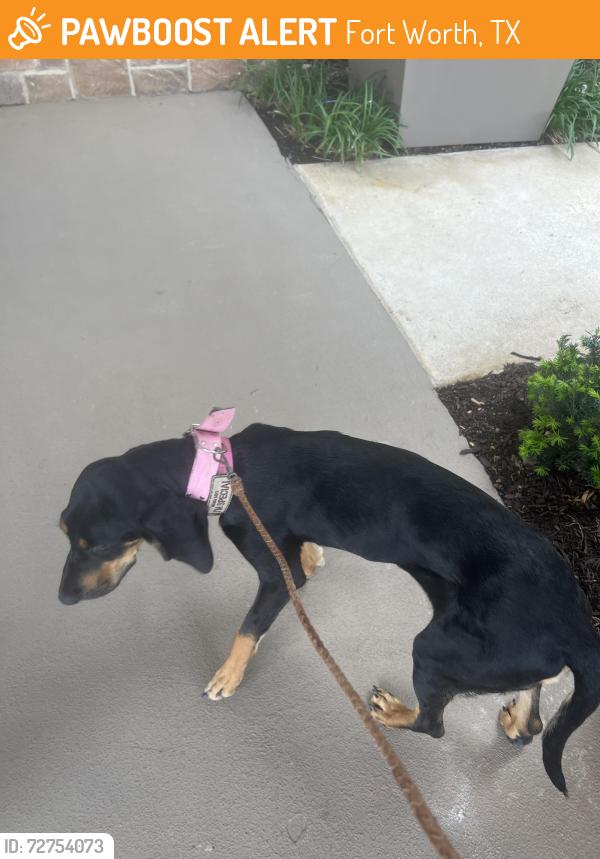 Found/Stray Female Dog last seen Amador Dr and Riverside, Fort Worth, TX 76177