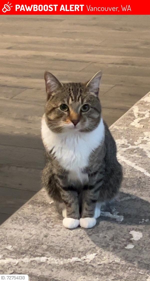Lost Male Cat last seen Safeway, Vancouver, WA 98684