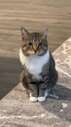 Lost Male Cat last seen Safeway, Vancouver, WA 98684