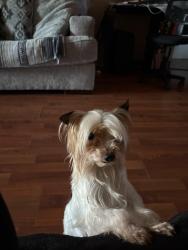 Lost Male Dog last seen Queen borough , McMinnville, OR 97128