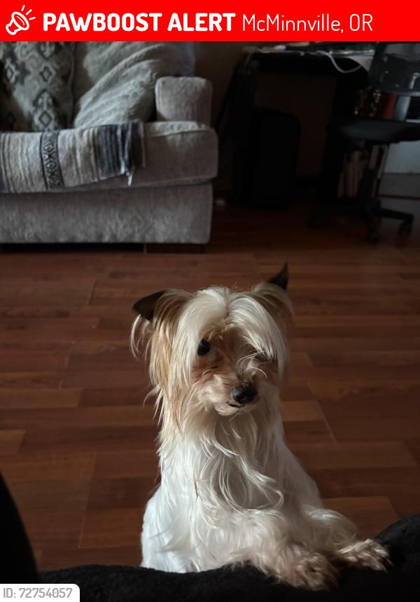 Lost Male Dog last seen Queen borough , McMinnville, OR 97128