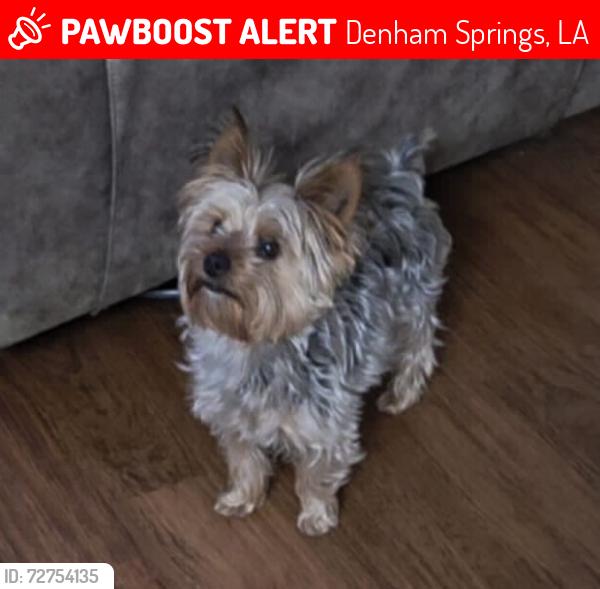 Lost Male Dog last seen Best stop 3, Denham Springs, LA 70726
