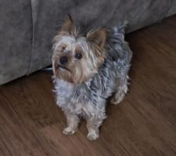 Lost Male Dog last seen Best stop 3, Denham Springs, LA 70726