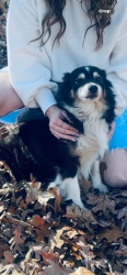 Lost Female Dog last seen Sheridan bypass , Sheridan, AR 72150