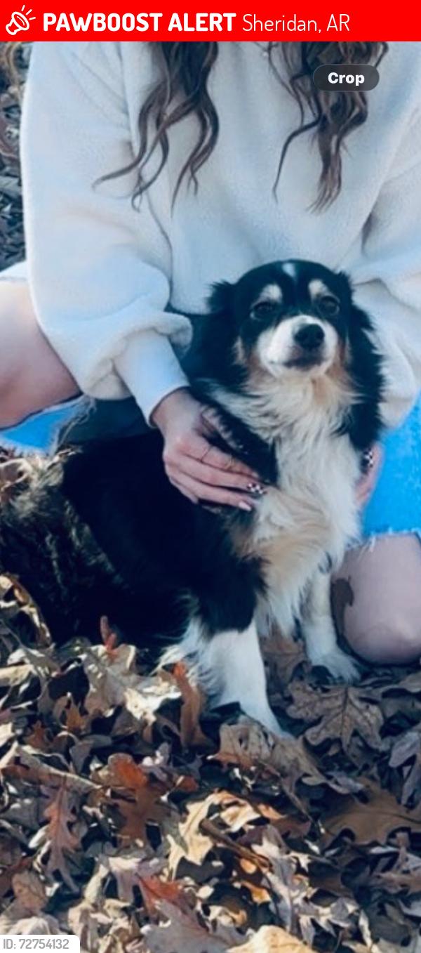 Lost Female Dog last seen Sheridan bypass , Sheridan, AR 72150