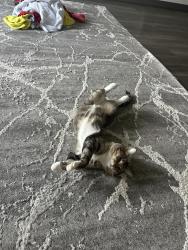Lost Male Cat last seen Near Ne angelo Dr Vancouver 98684, Vancouver, WA 98684