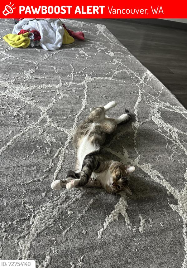 Lost Male Cat last seen Near Ne angelo Dr Vancouver 98684, Vancouver, WA 98684