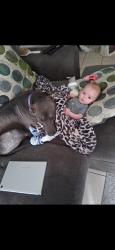 Lost Female Dog last seen Sue haswell park, Bryan, TX 77803