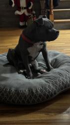 Lost Male Dog last seen Fairfield st. Hartford ct. , Hartford, CT 06106