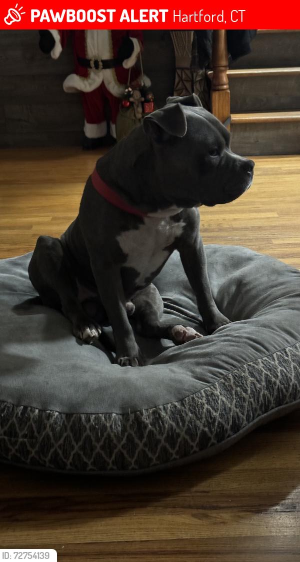 Lost Male Dog last seen Fairfield st. Hartford ct., Hartford, CT 06106