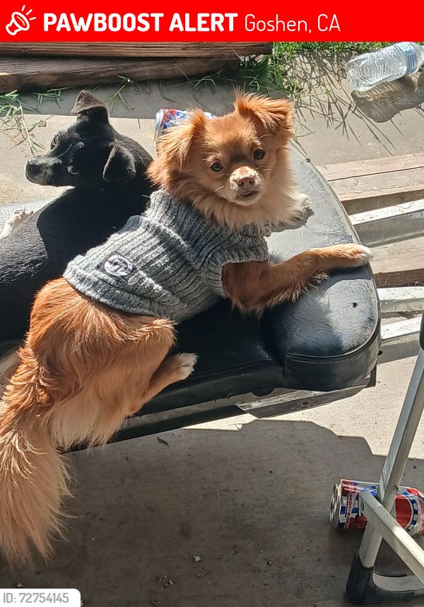 Lost Male Dog last seen Reagan and plaza, Goshen, CA 93291