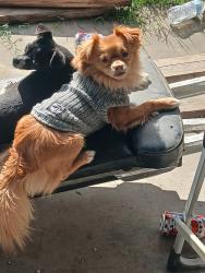 Lost Male Dog last seen Reagan and plaza, Goshen, CA 93291