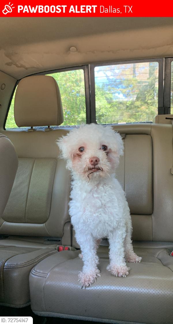 Lost Male Dog last seen San Agustine Church, Dallas, TX 75201