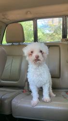 Lost Male Dog last seen San Agustine Church, Dallas, TX 75201