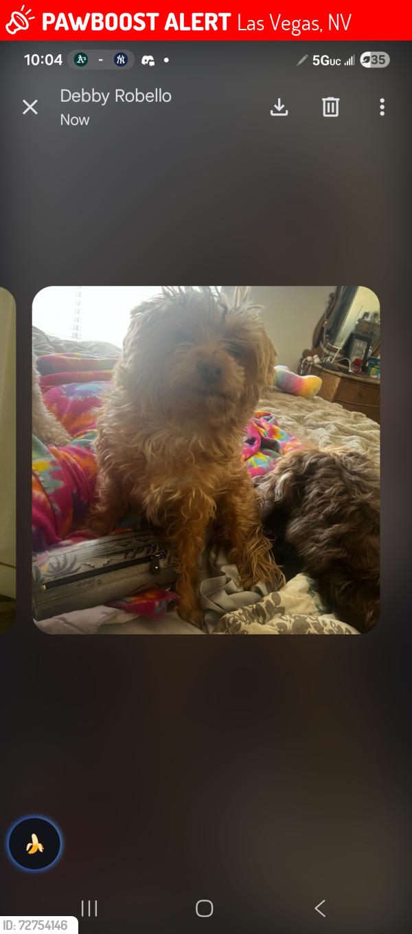 Lost Male Dog last seen Near huxley st, Las Vegas, NV 89123