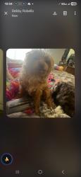 Lost Male Dog last seen Near huxley st, Las Vegas, NV 89123