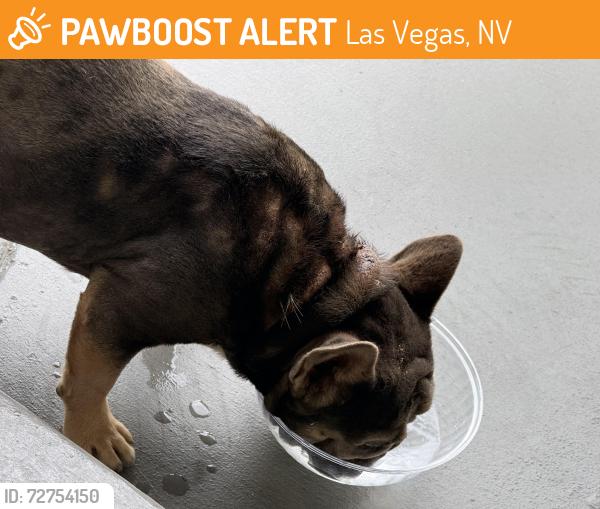 Found/Stray Male Dog last seen Washington Ave and eastern , Las Vegas, NV 89110