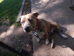 Found/Stray Female Dog last seen Columbia ave & Stadium st., Rock Hill, SC 29730