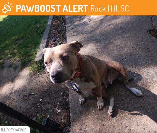 Found/Stray Female Dog last seen Columbia ave & Stadium st., Rock Hill, SC 29730