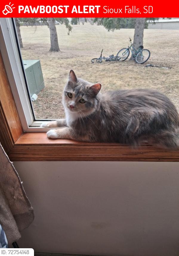 Lost Female Cat last seen Near S Highline Place Sioux Falls, SD, Sioux Falls, SD 57110