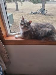 Lost Female Cat last seen Near S Highline Place Sioux Falls, SD, Sioux Falls, SD 57110