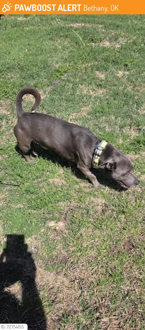 Found/Stray Male Dog last seen 32nd and Rockwell, Bethany, OK 73008