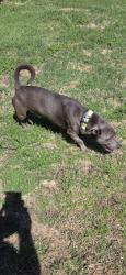 Found/Stray Male Dog last seen 32nd and Rockwell, Bethany, OK 73008