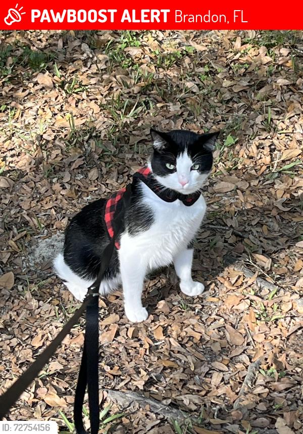 Lost Male Cat last seen E lumsden & lithia pinecrest, Brandon, FL 33511