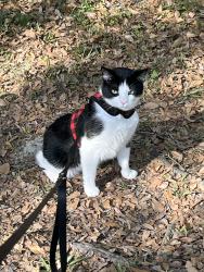 Lost Male Cat last seen E lumsden & lithia pinecrest, Brandon, FL 33511