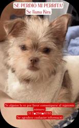Lost Female Dog last seen Lawrenceville, GA  30044 United States, Lawrenceville, GA 30044