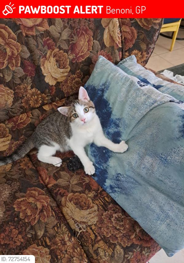 Lost Female Cat last seen Farrarmere Shopping Centre, Sheridan Rd, Farrarmere, Benoni, 1501, Benoni, GP 1501