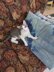 Lost Female Cat last seen Farrarmere Shopping Centre, Sheridan Rd, Farrarmere, Benoni, 1501, Benoni, GP 1501