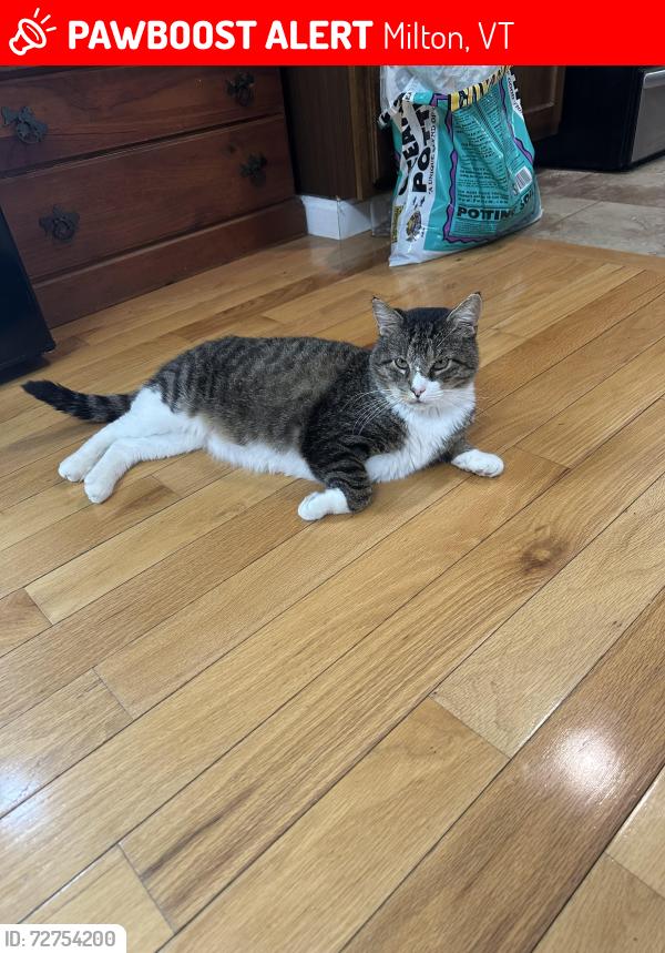 Lost Male Cat last seen outside our hse on north rd , Milton, VT 05468