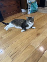 Lost Male Cat last seen outside our hse on north rd , Milton, VT 05468